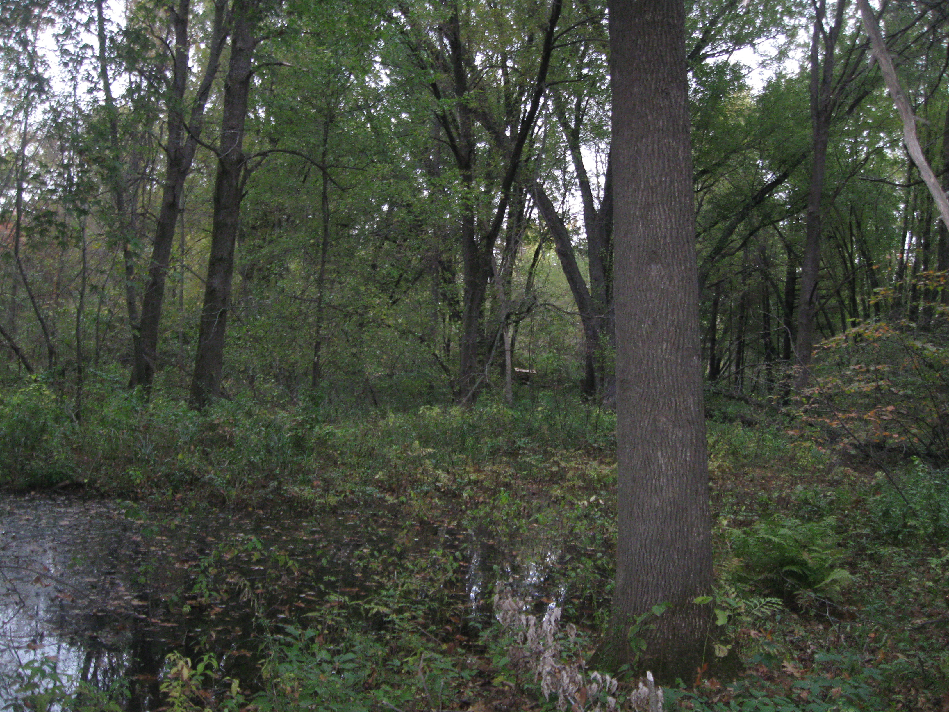 Woodland Report Oconto County; Hunting, Timber, Inves