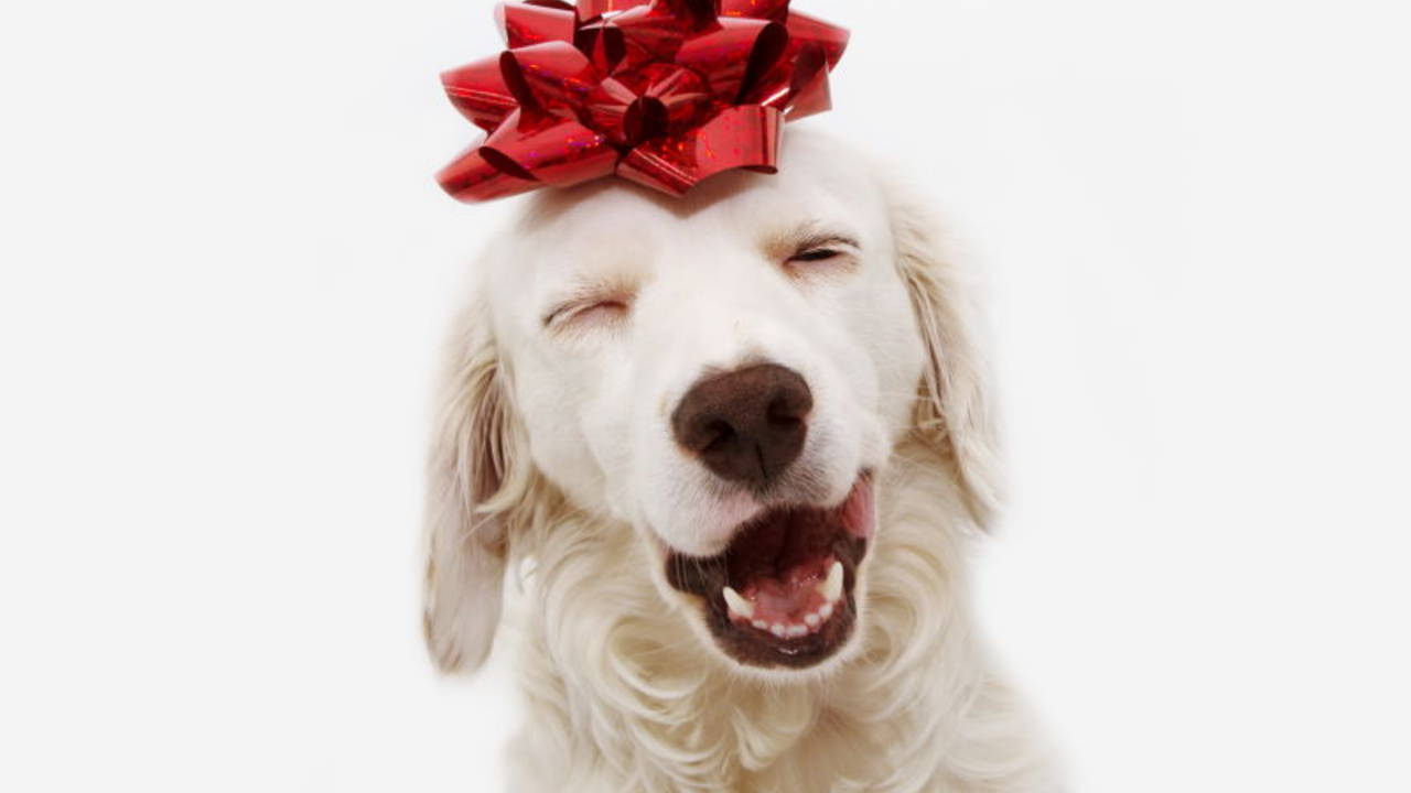 holiday-dog.jpg
