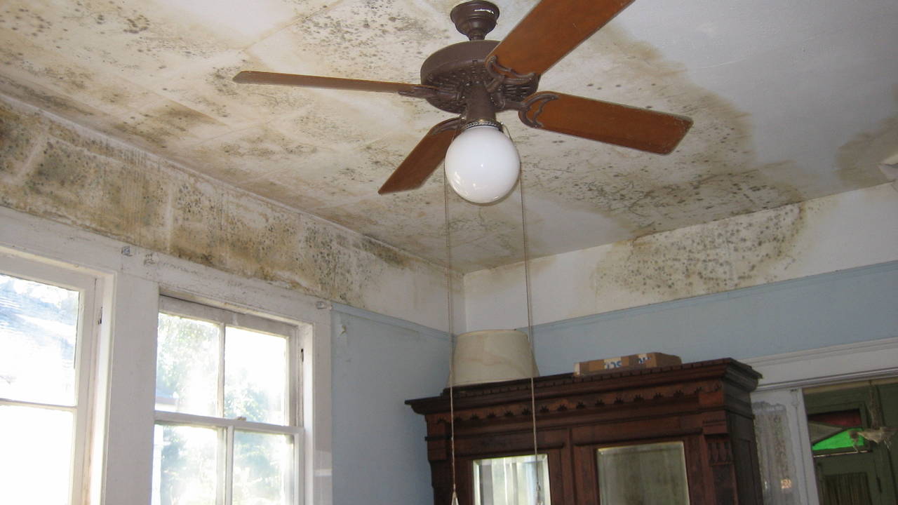 Mold_on_Ceiling_on_House_on_Dublin_Street_New_Orleans_after_Katrina.jpg