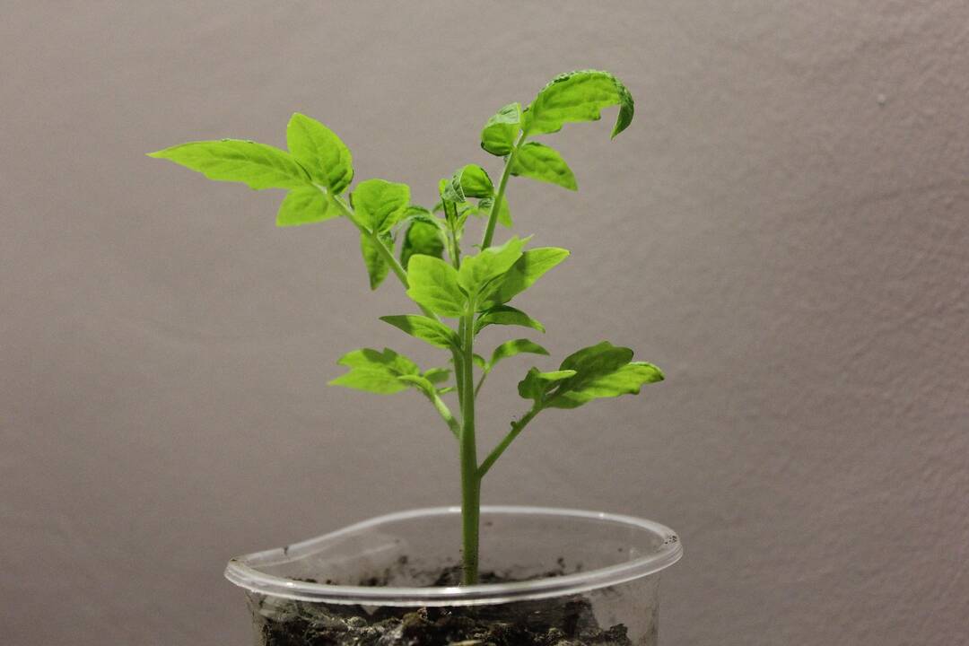 seedling.jpg