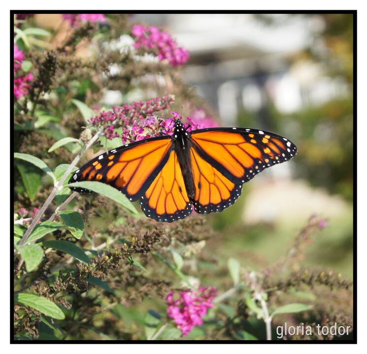 monarch_butterfly_2.jpg
