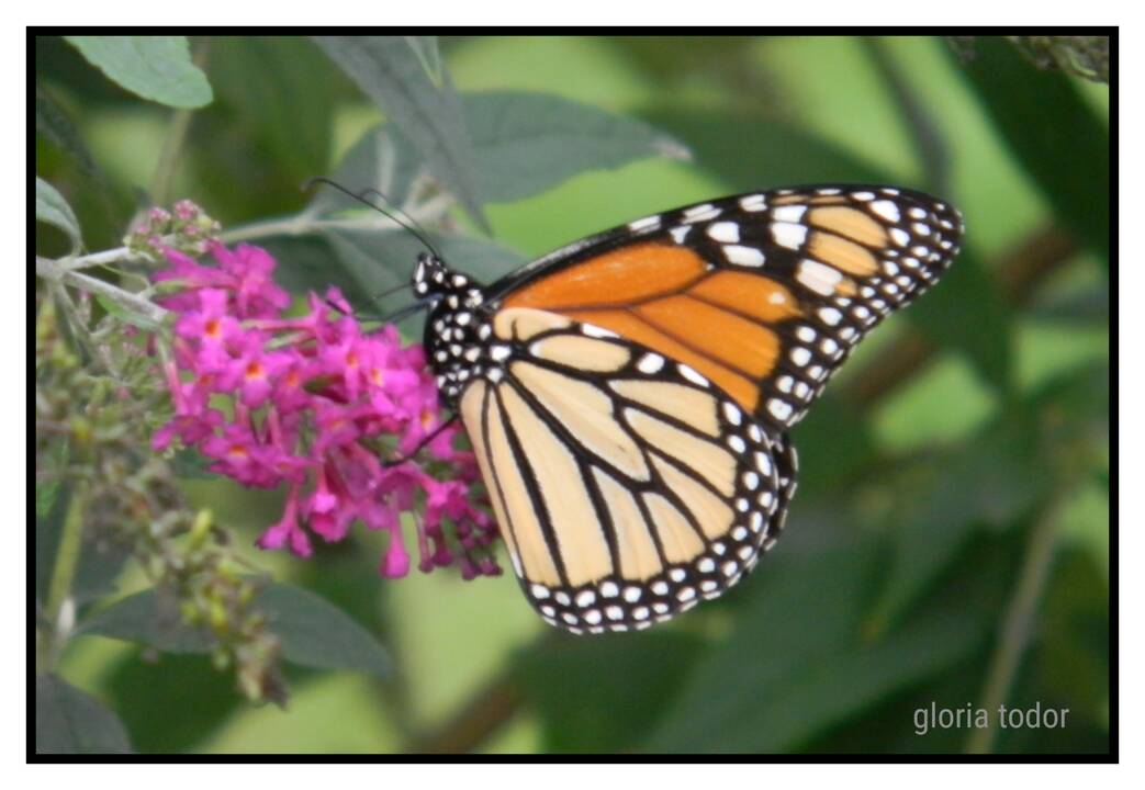 monarch_butterfly_4.jpg