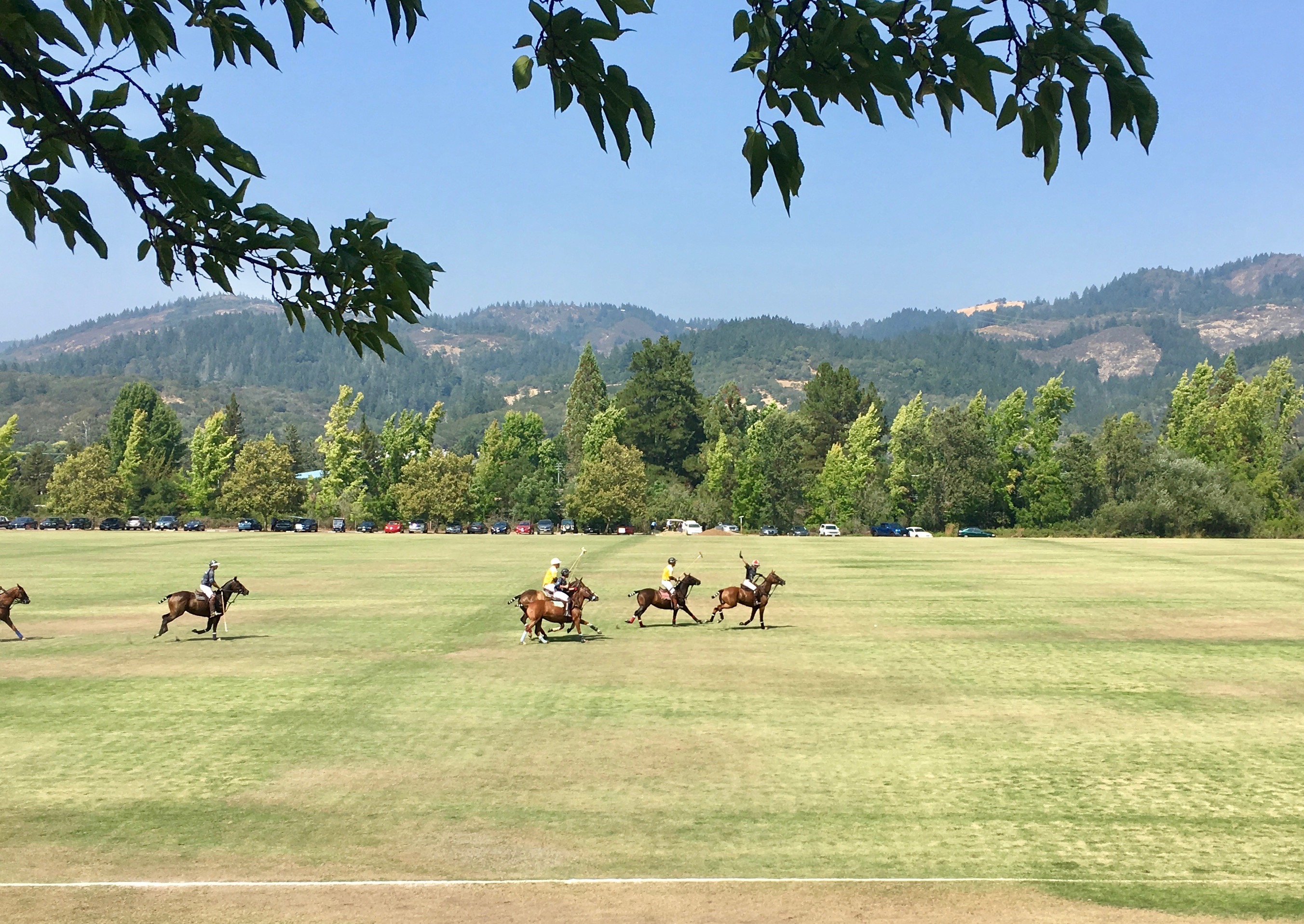 Wine Country Polo in Rincon Valley