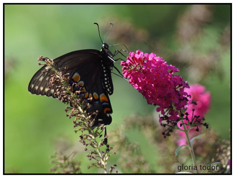 Black_Swallowtail.jpg