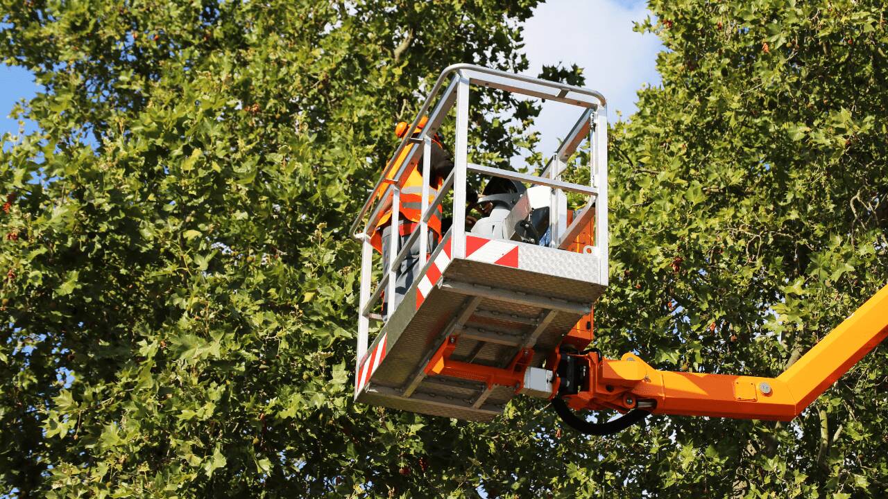 Top Benefits of Professional Tree Trimming and Pruning