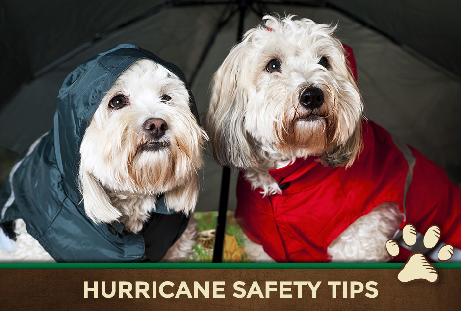 How To Keep Your Pets Safe During Hurricane Florence