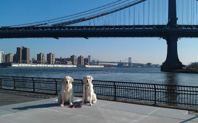 Dogs_in_Manhattan.jpg