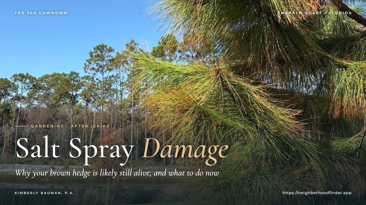 Salt Spray Damage on 30A: Your Brown Hedge Is Probably