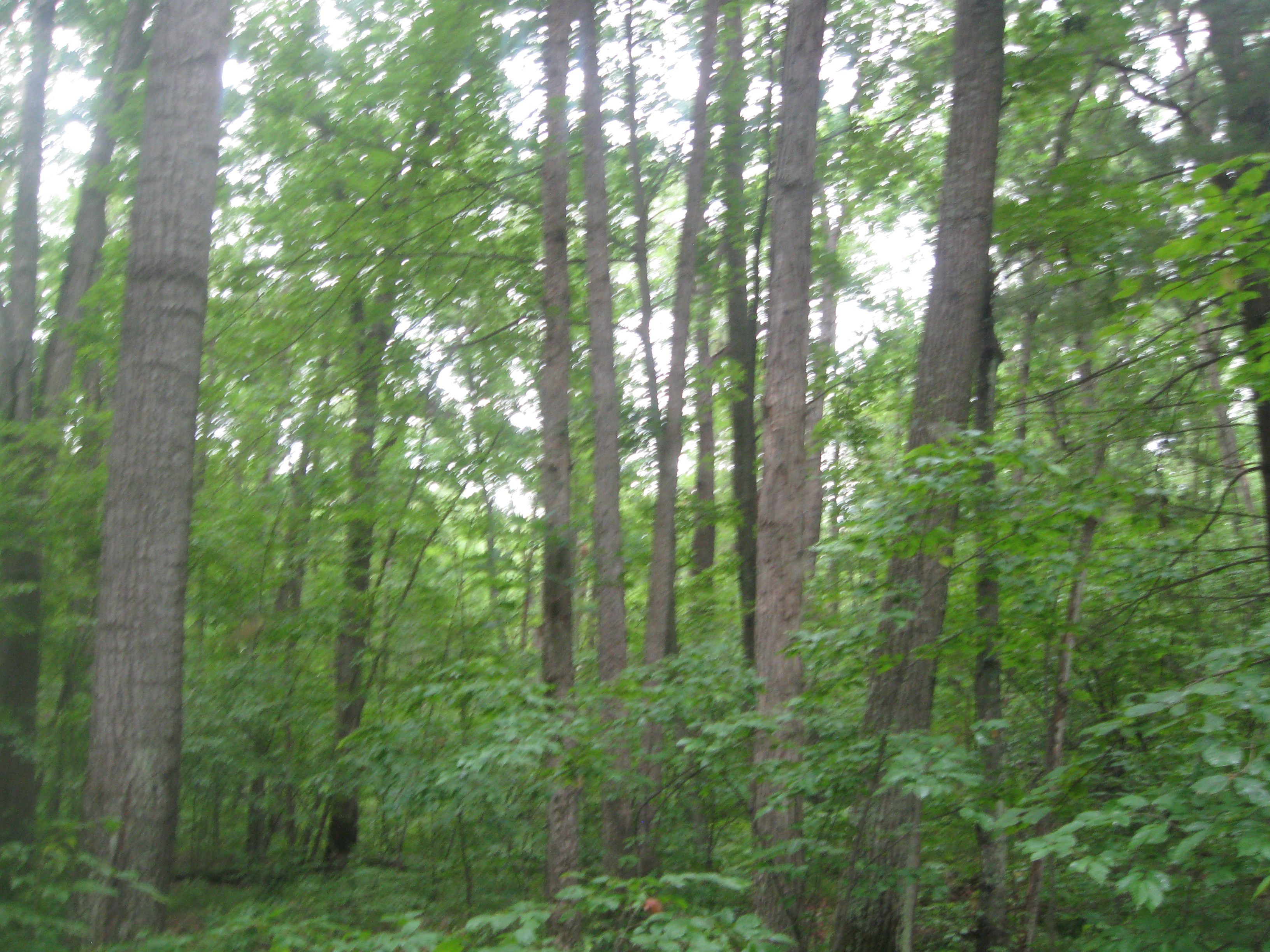 SOLD MARKET REPORT FORESTLAND Sheboygan County; Hunting