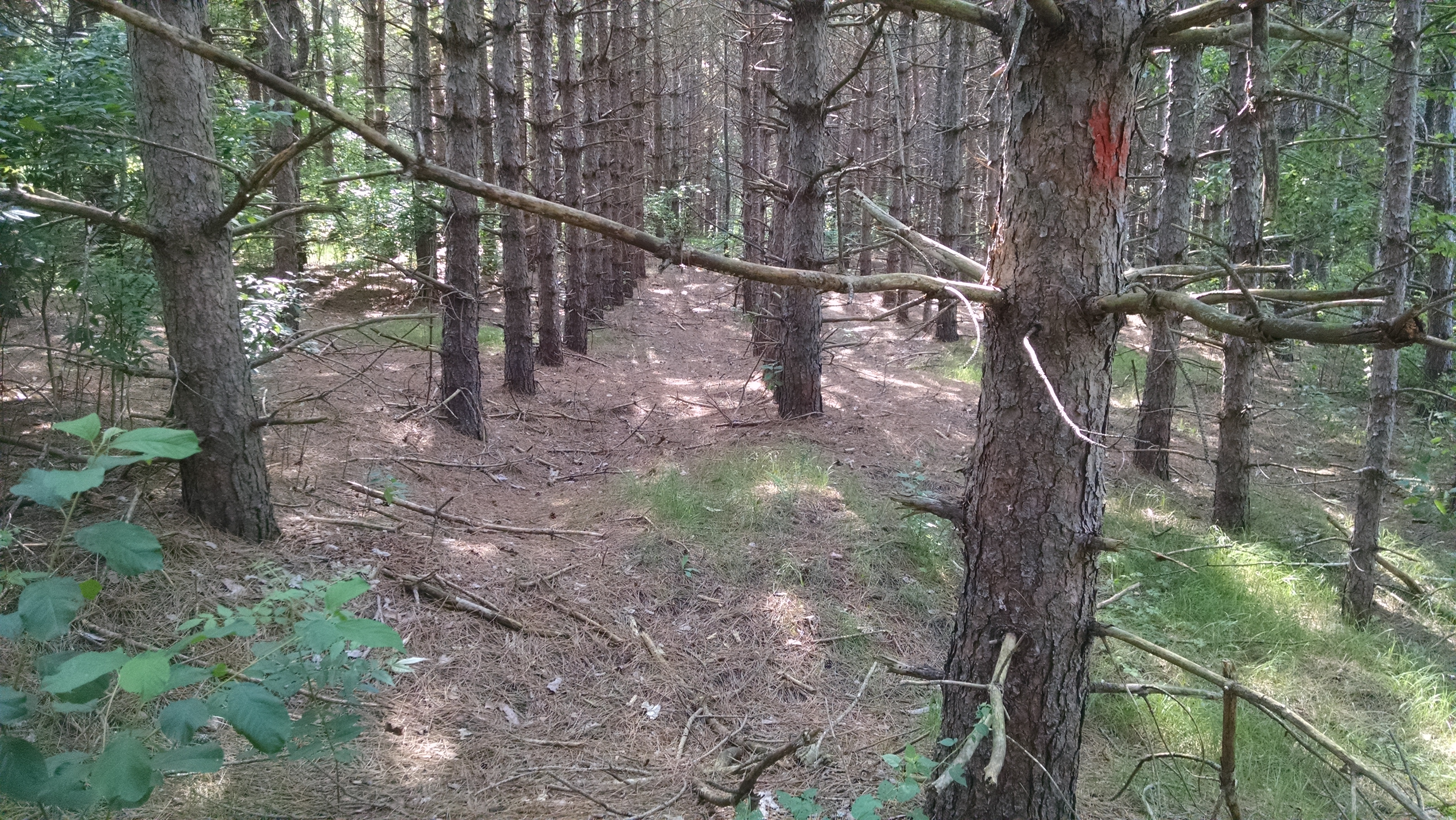 The Woodland Report Waupaca County; Hunting, Timber,