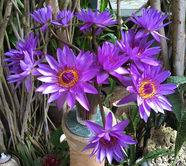 Wordless Wednesday - water lilies - Maui Hawaii