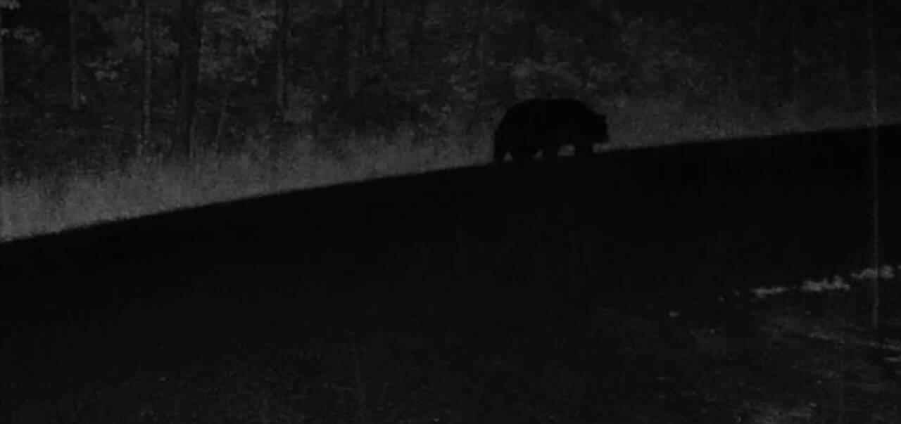 bear.png