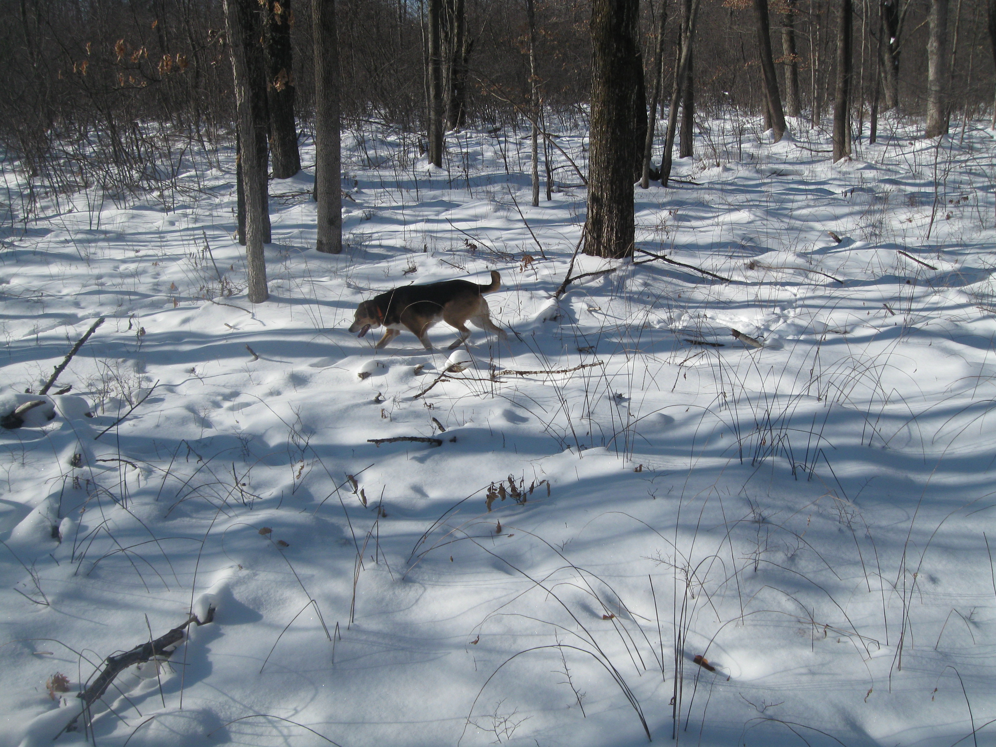 The Woodland Report Sheboygan County; Hunting, Timber