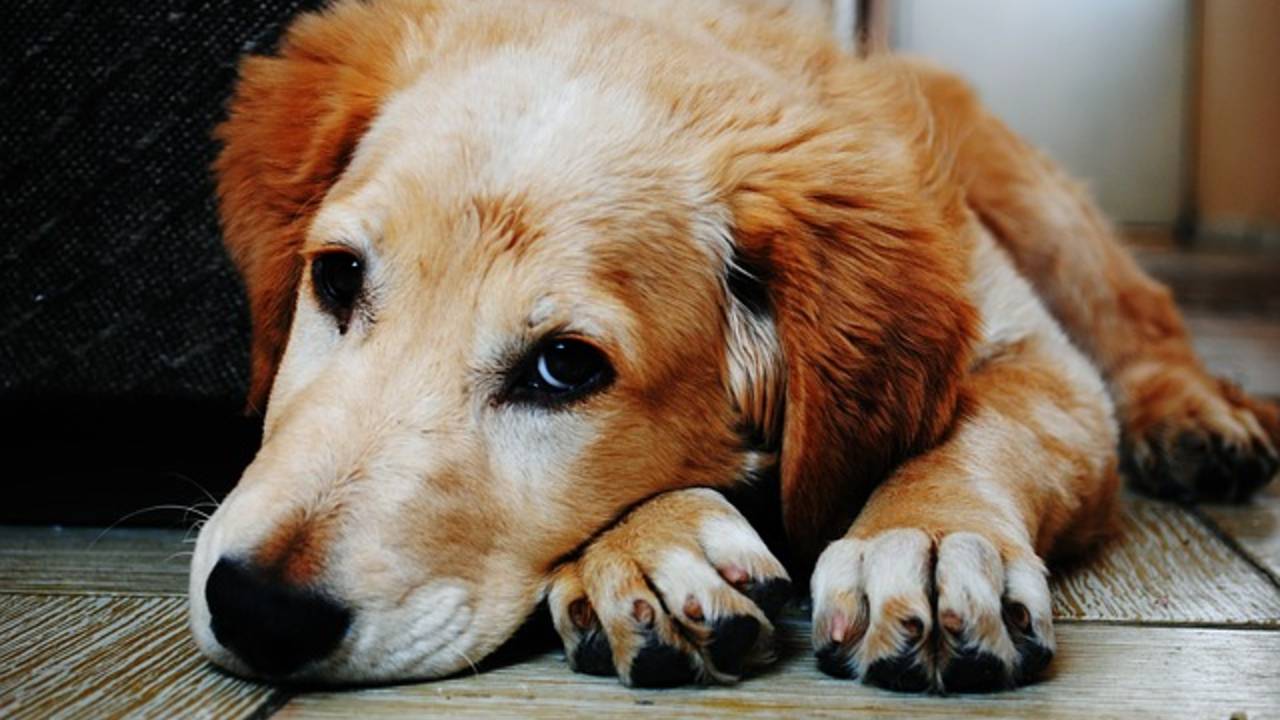 dog2.jpg
