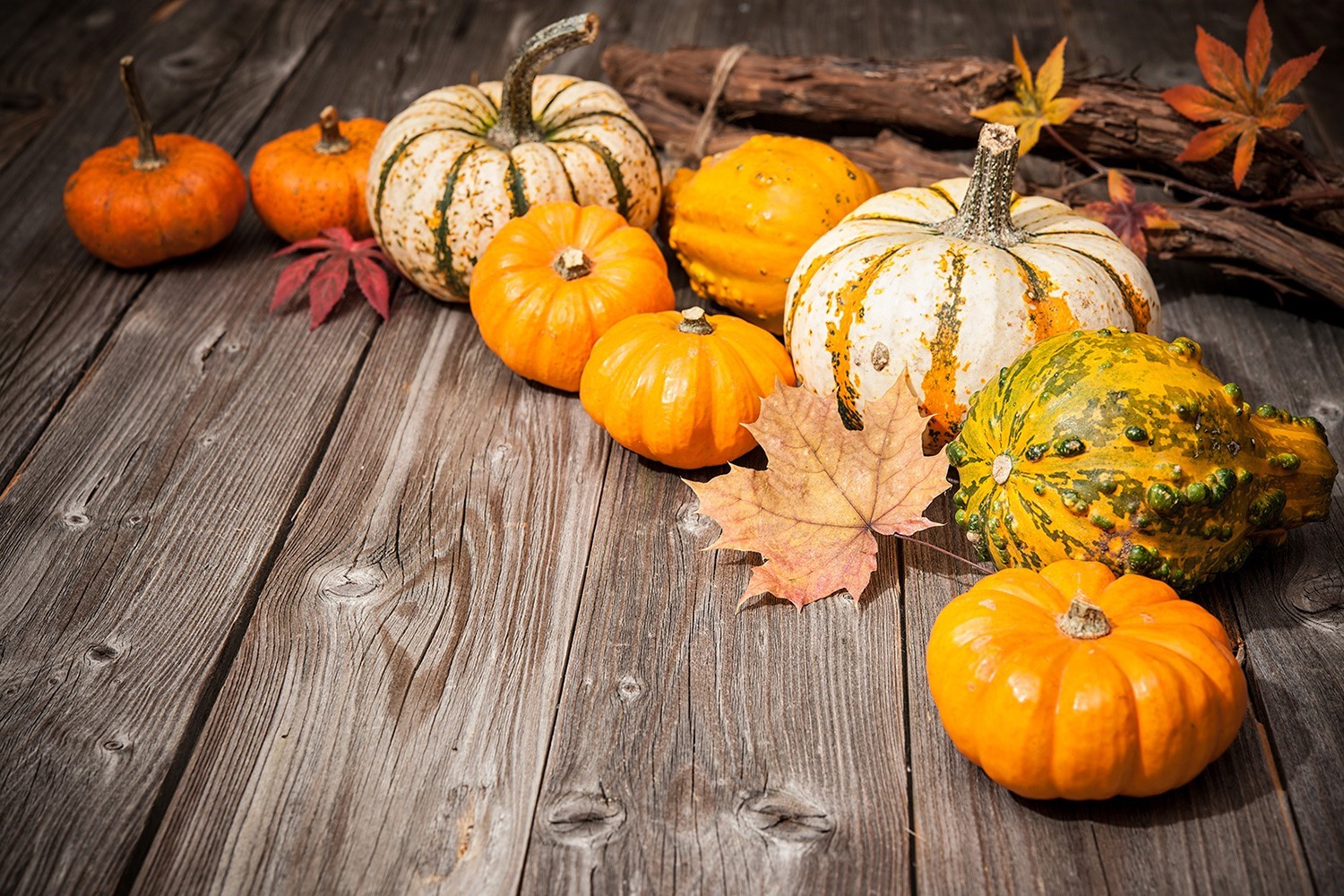 How Can You Eat Pumpkin? Let Us Count the Ways!