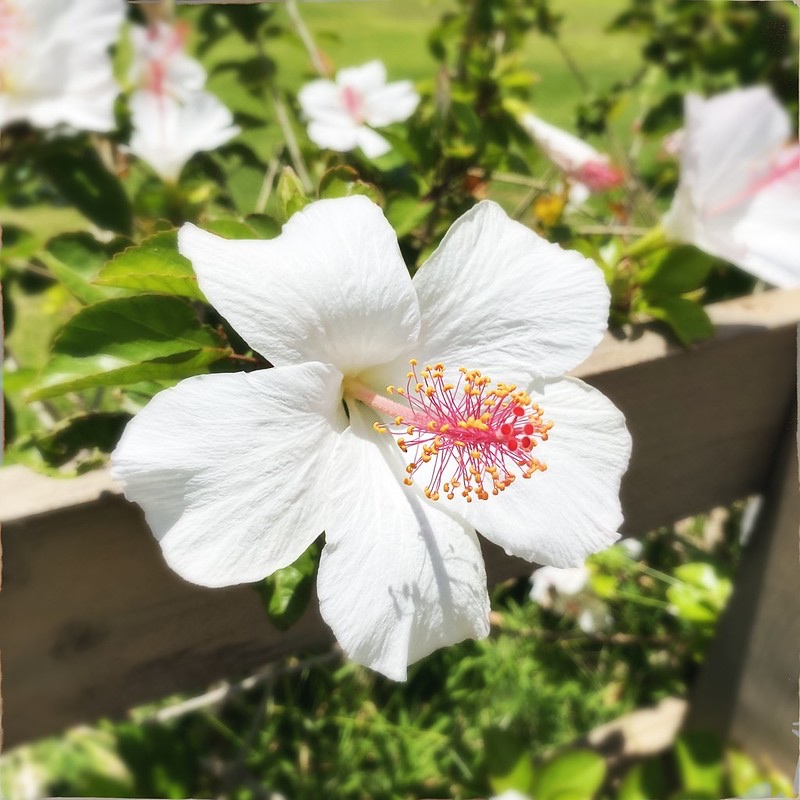 white_hibiscus_flower.jpg