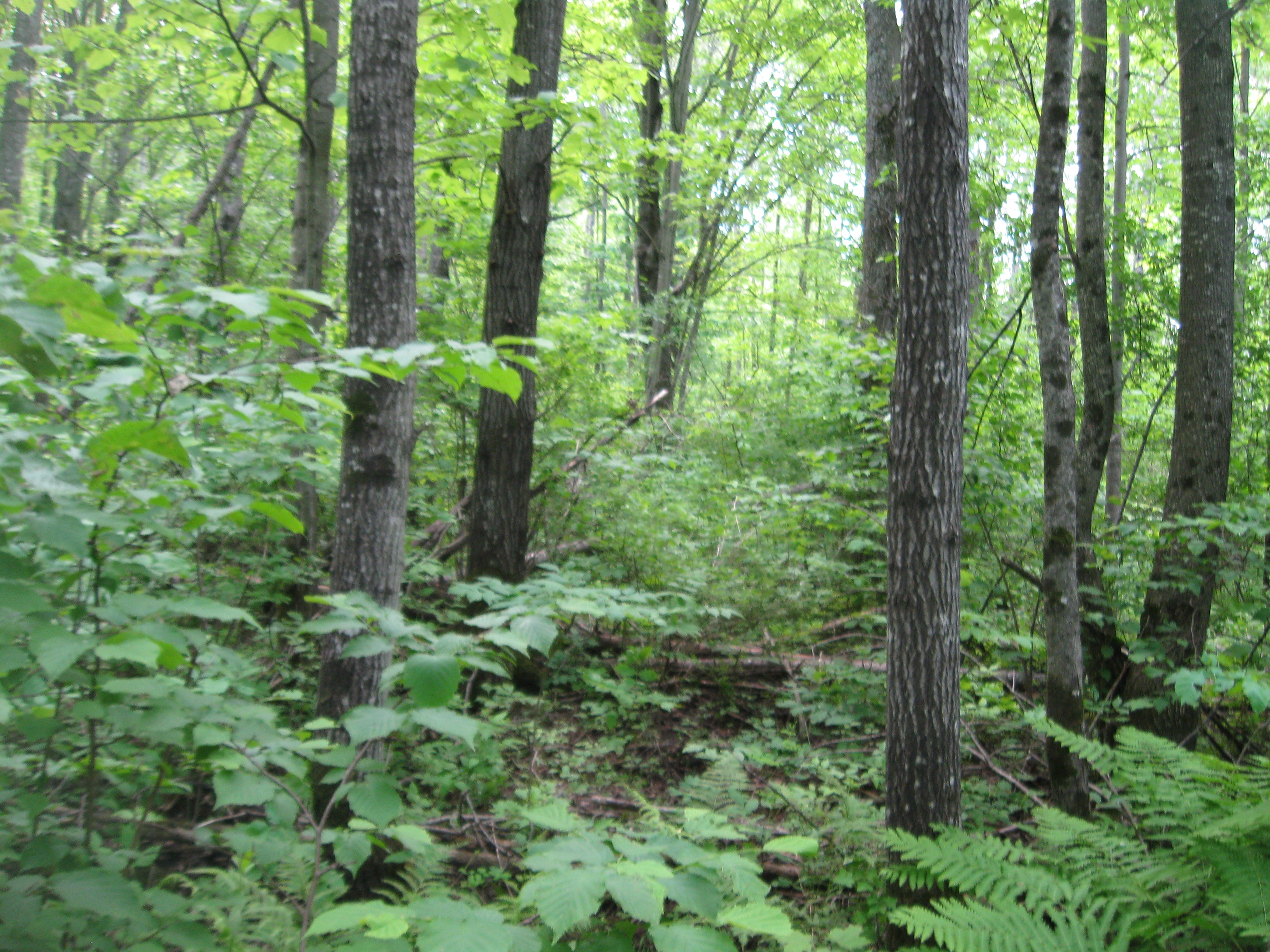 Timber & Hunting Land in Sawyer County, Wisconsin