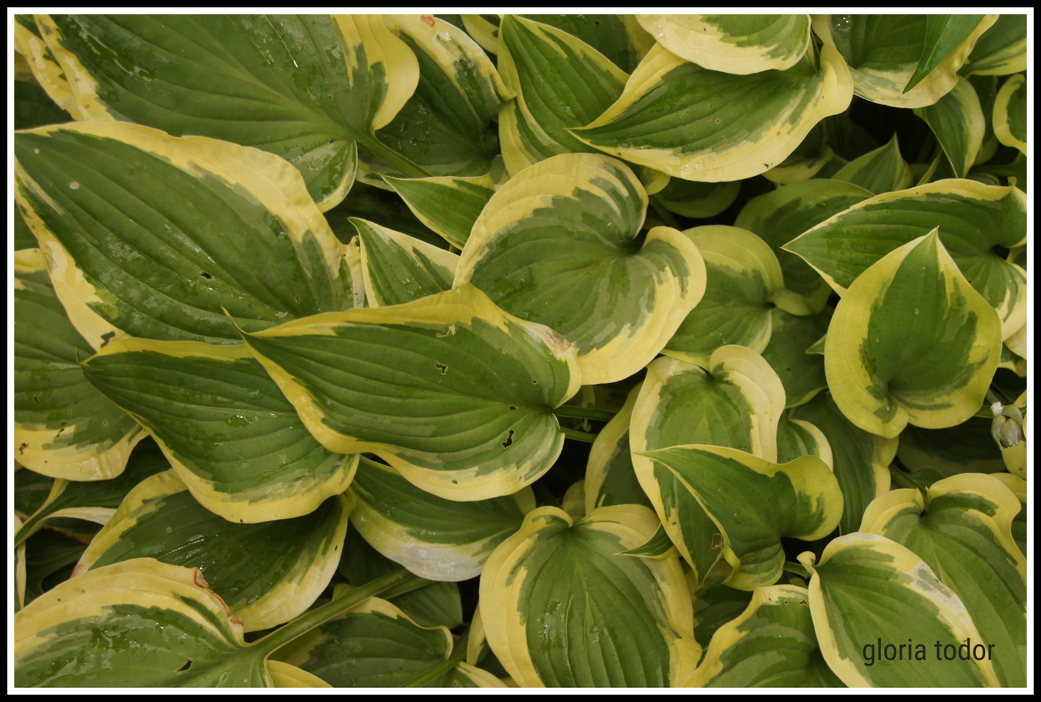 Media PA Homes For Sale June 2023 Delaware County PA