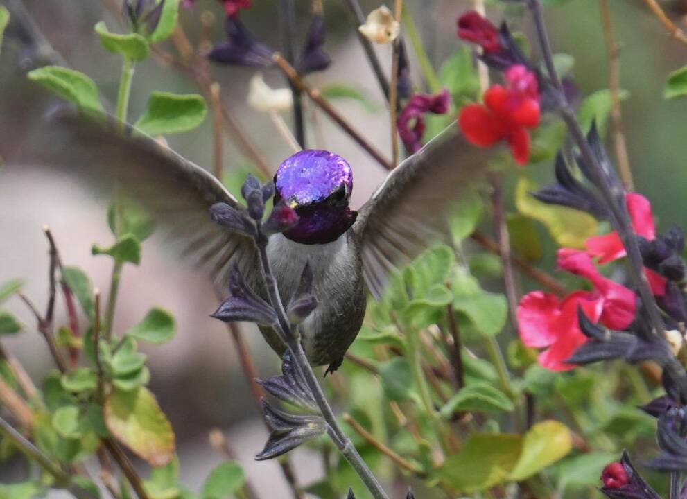 CostaPurpleHummingbird.jpg