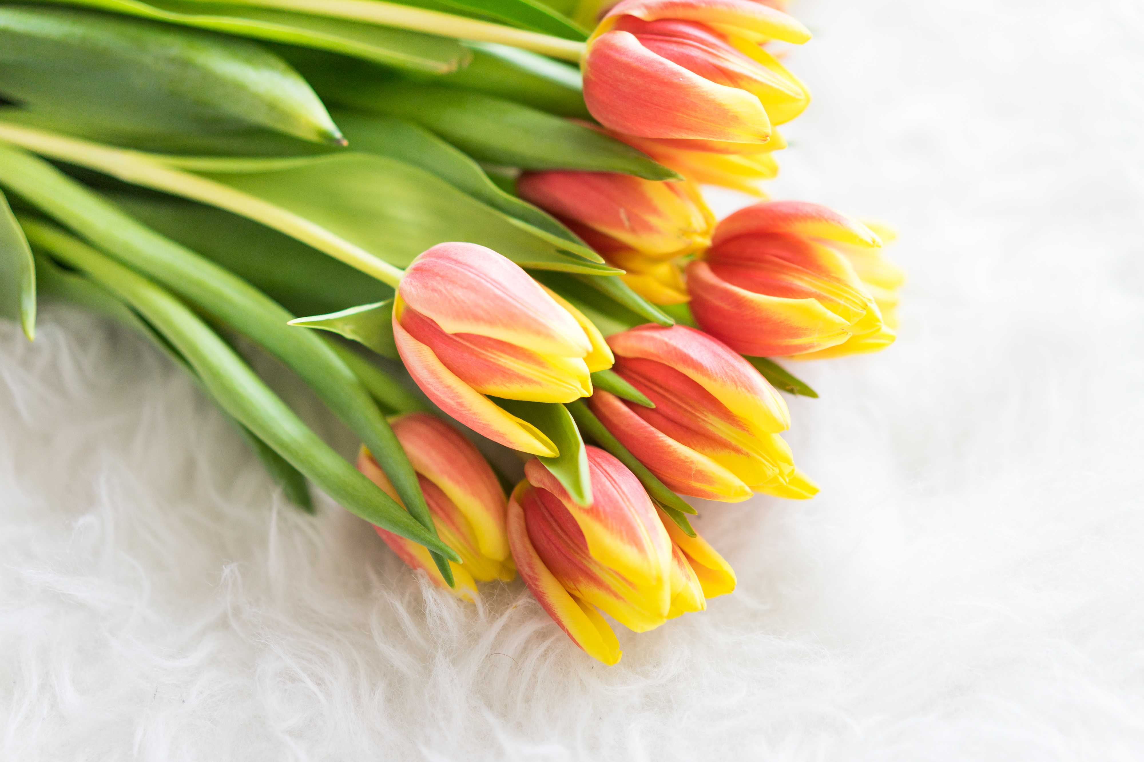 bouquet-of-kees-nelis-tulips-on-white-synthetic-pelt-picjumbo-com.jpg