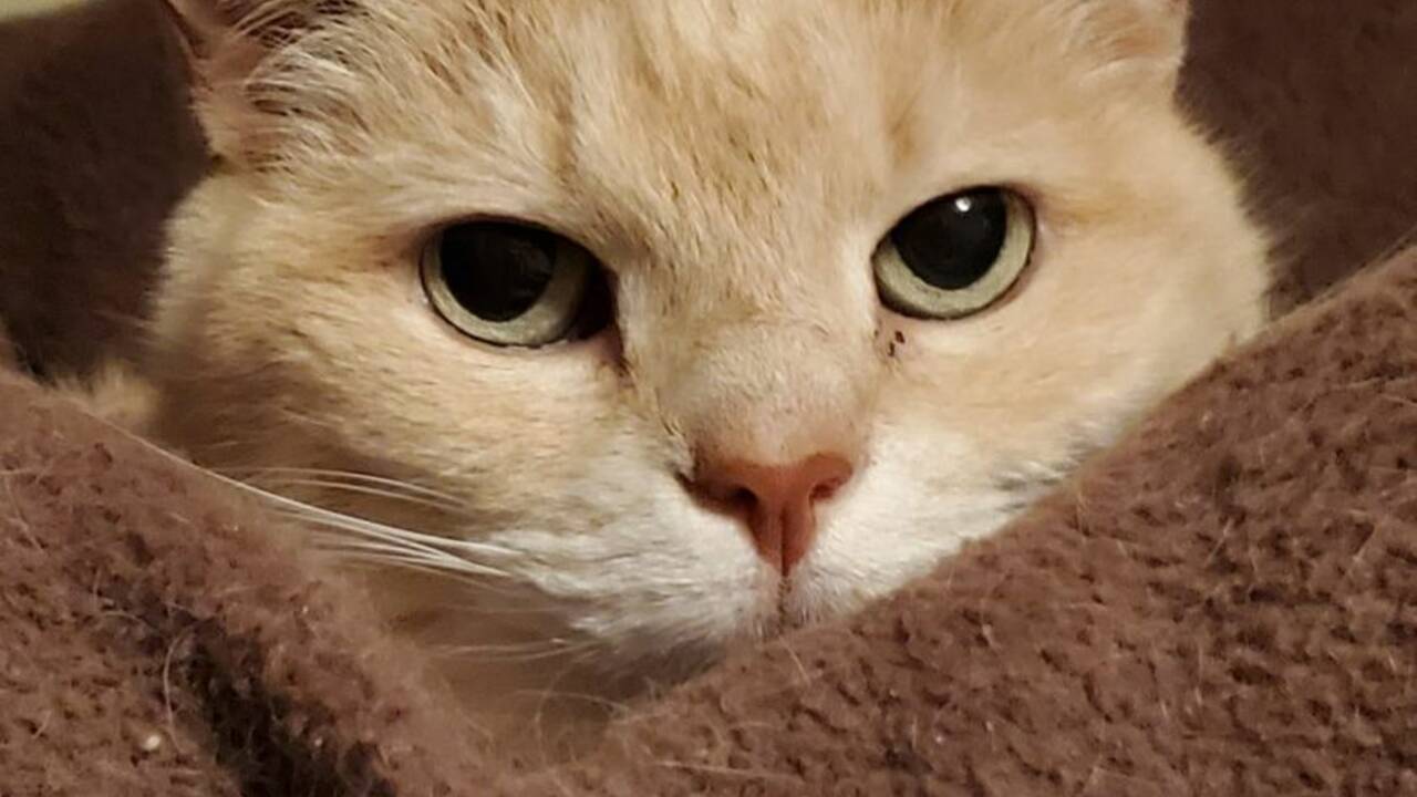 lily_cat.jpg