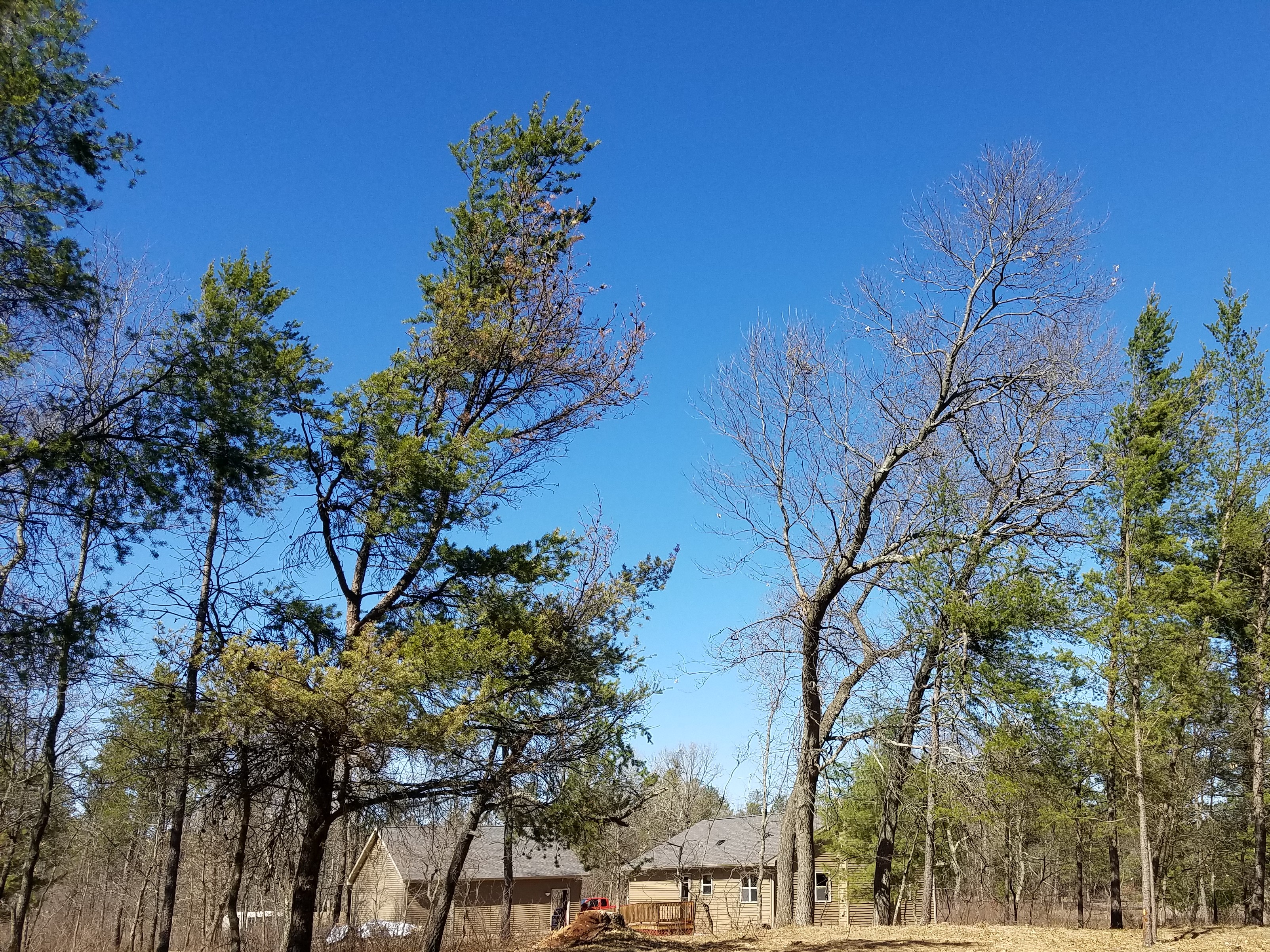 Oak Wilt; Attacking Your Most Valuable Trees!