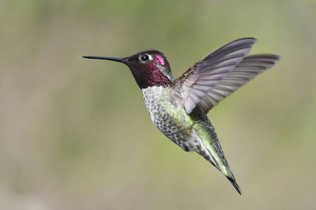 Hummingbirds Are Heading North And New England Is Ready