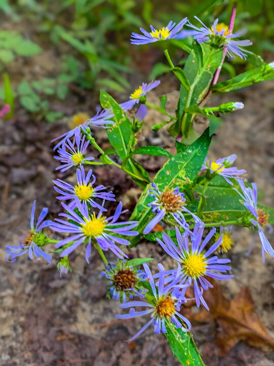PurpleFlower.jpg