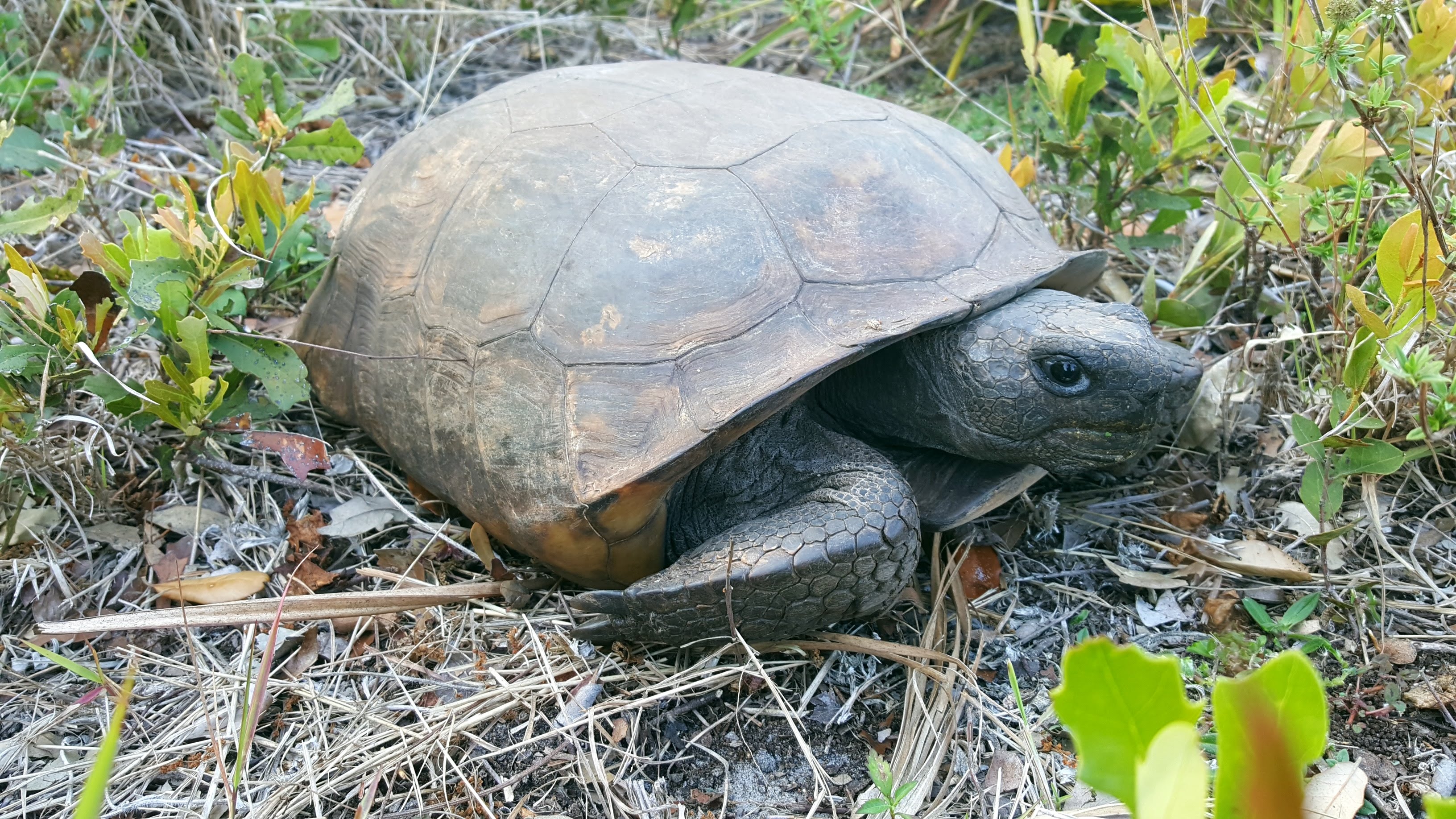 Things to do in Southwest Florida week 8