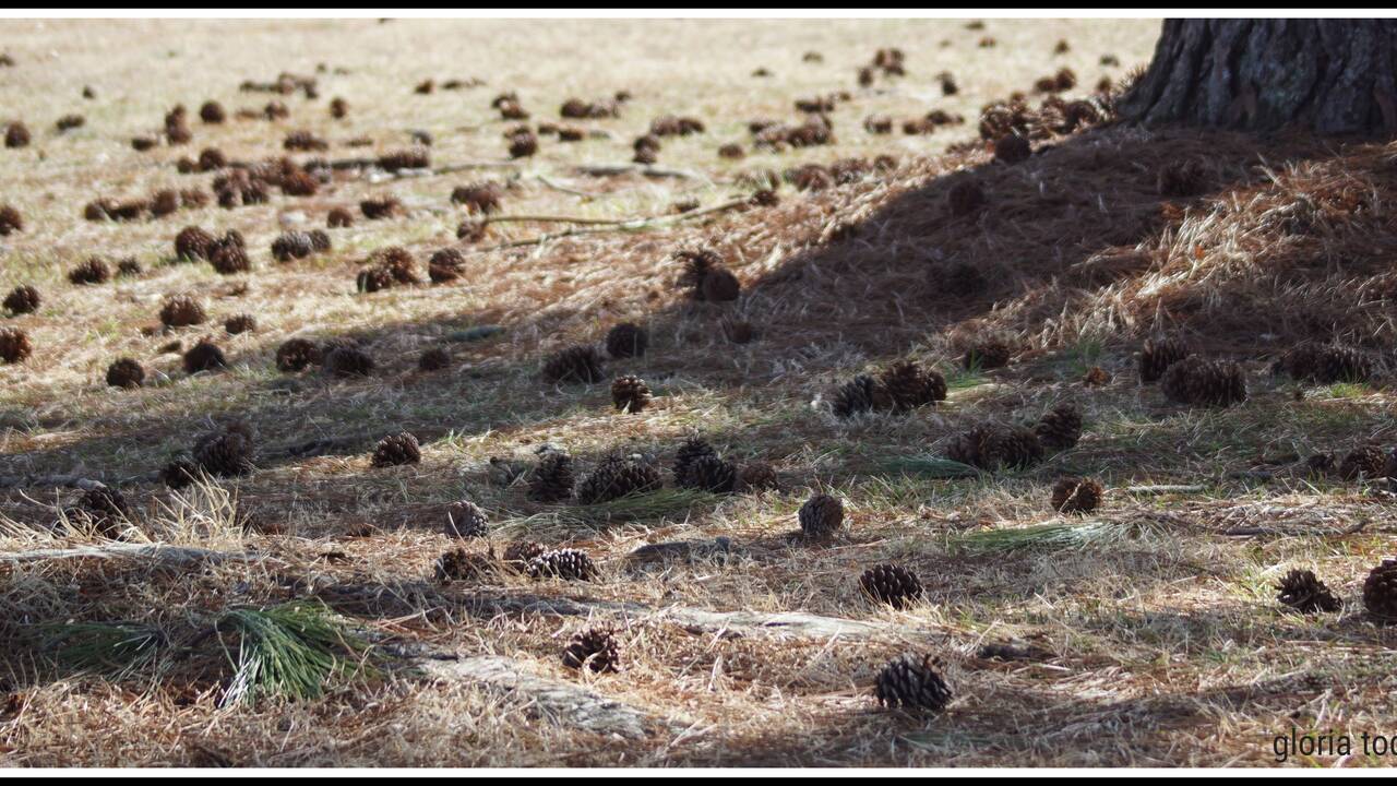 pine_cones.jpg