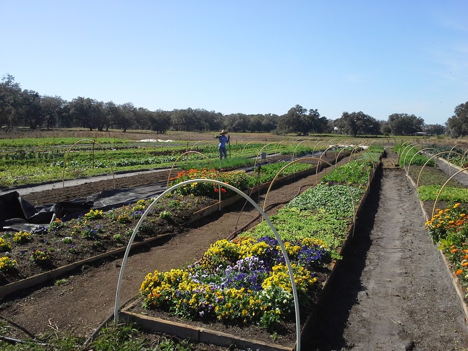 Offered at New Price! Organic Farm and a Home in Centra