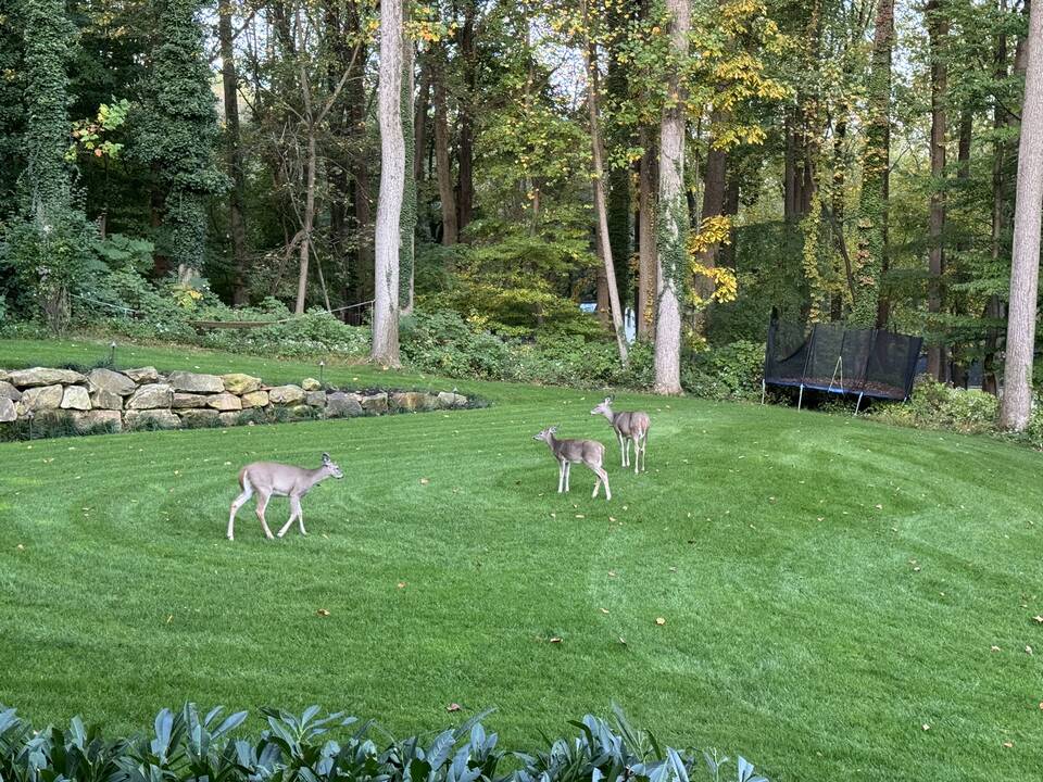 Deer_in_the_yard.JPEG