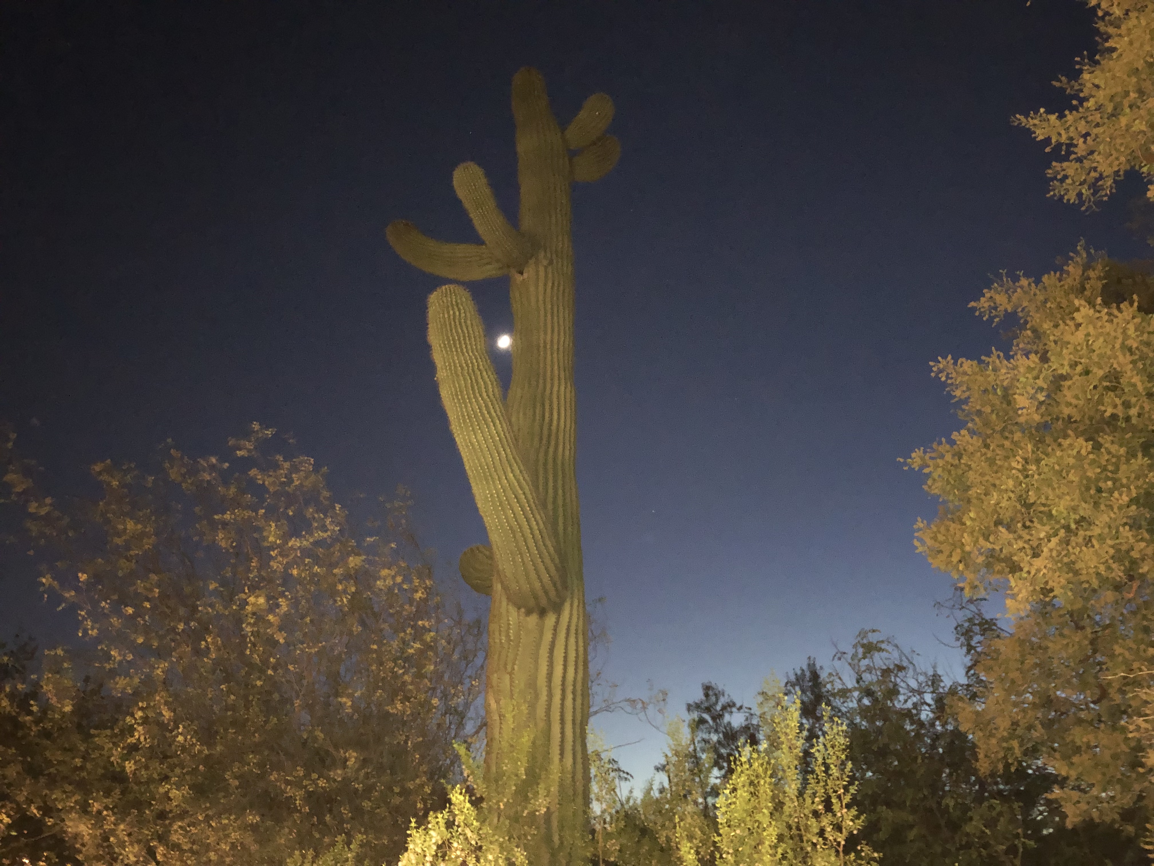 Upcoming Events In Phoenix Desert Botanical Garden