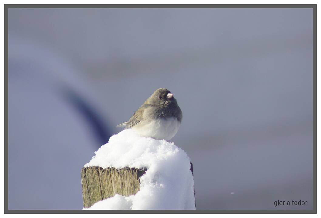 junco_on_snow.jpg