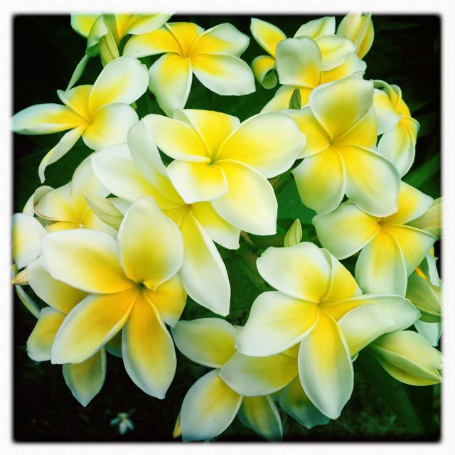 bright_flowers.jpg