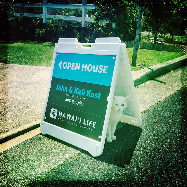 open_house_kitty.jpg