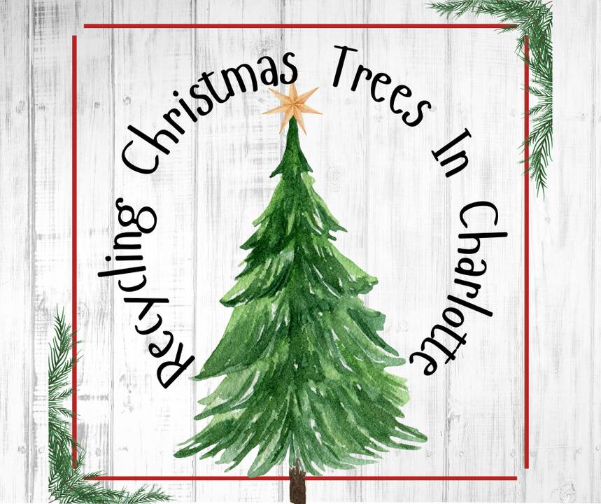 Giving Your Christmas Tree A Second Life In Charlotte