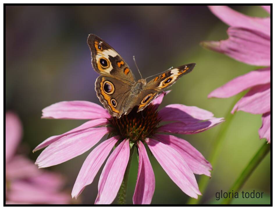 Butterfly.jpg