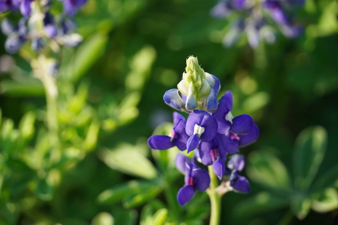 2026_3_27_Bluebonnet_first_one.JPG