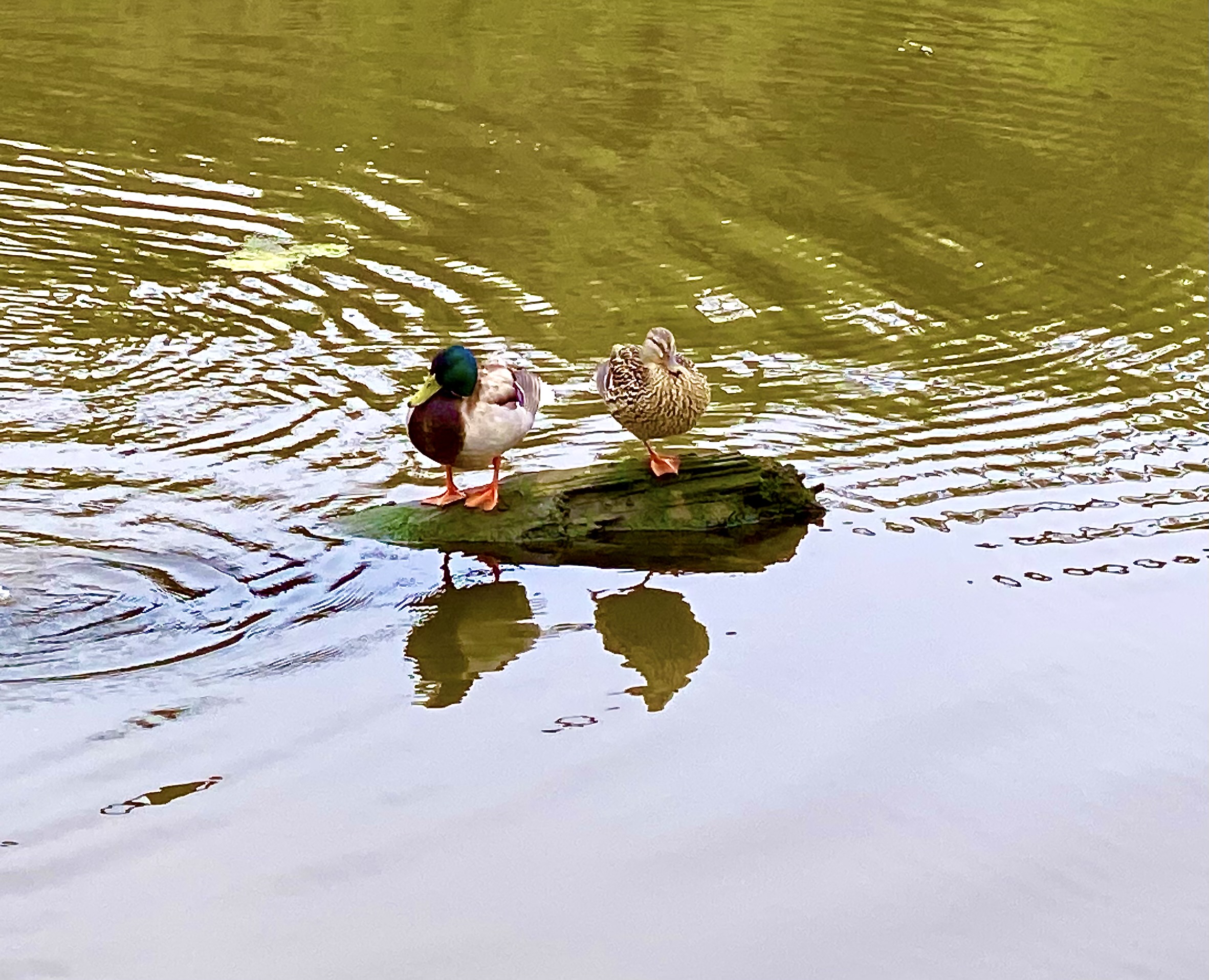 Throwback Thursday: Meditating Ducks!