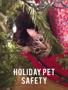 holiday_pet_safety.jpg