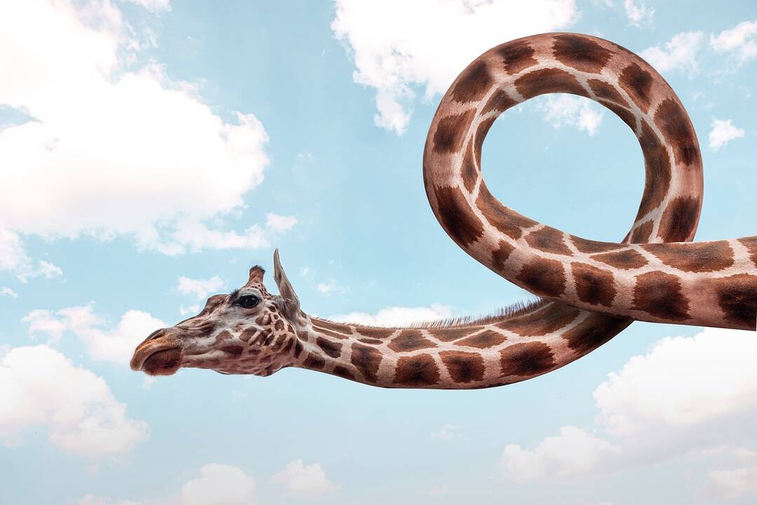 Giraffe.Twist.jpg