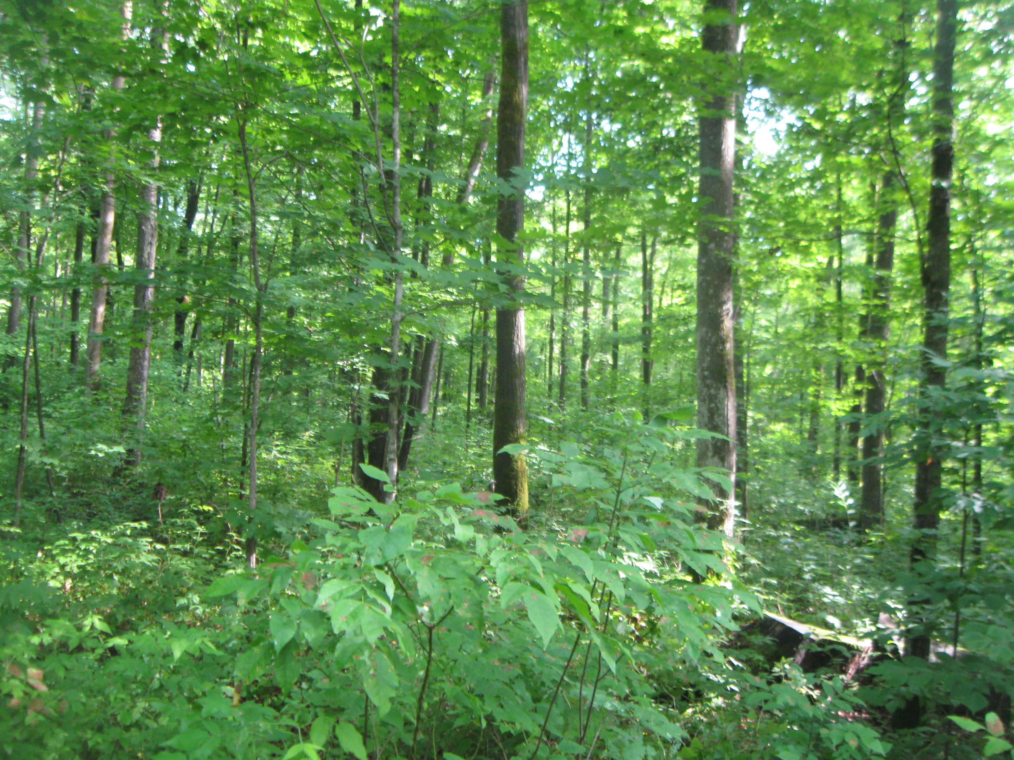 The Woodland Report Walworth County; Hunting, Timber,