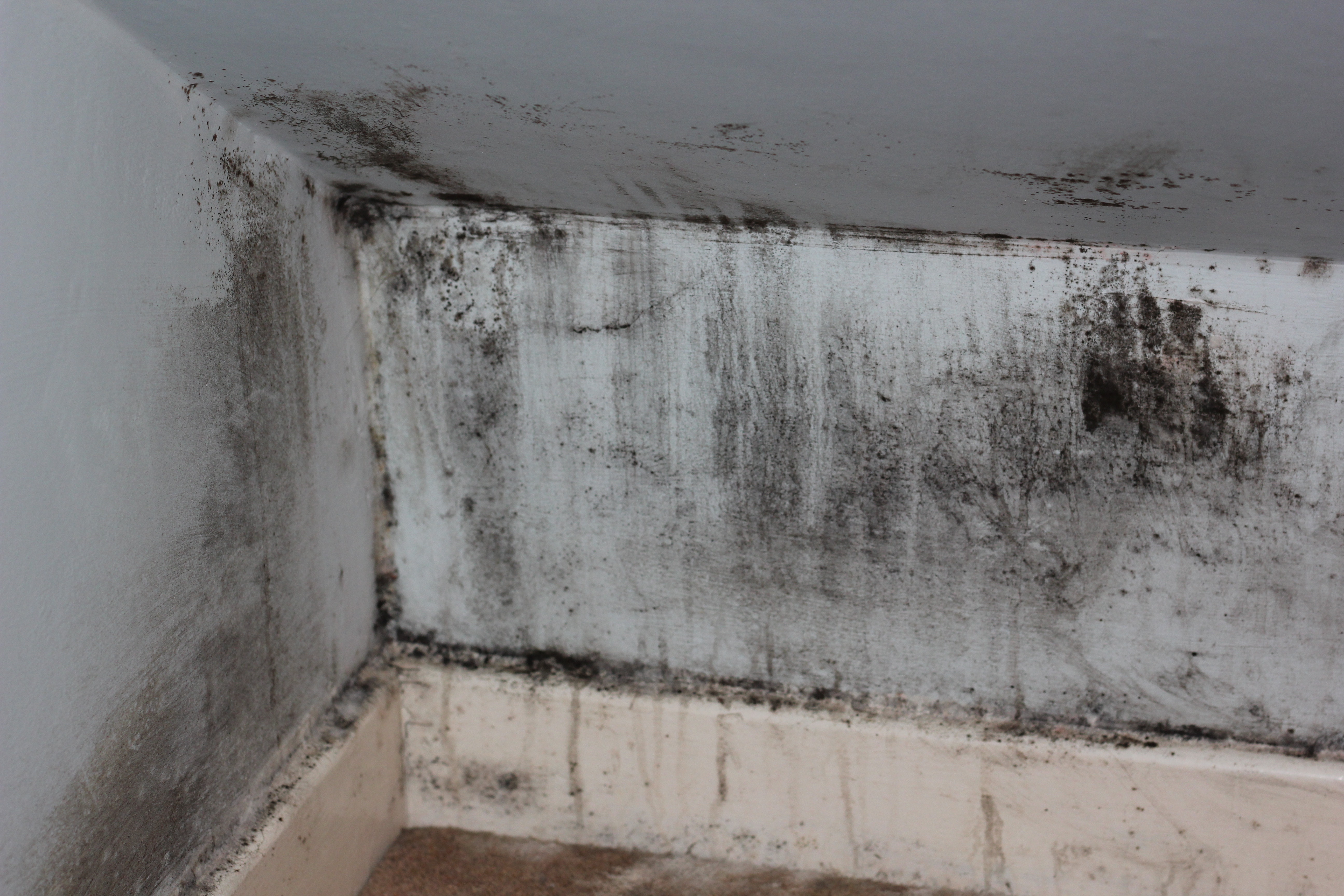 Does Mold Die In Freezing Temperatures