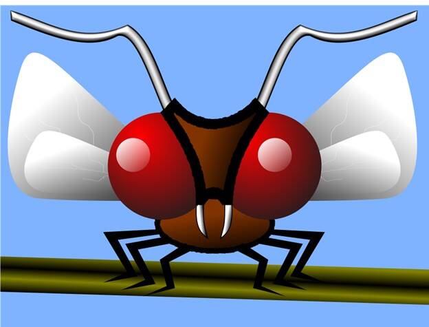 Gnat.jpg