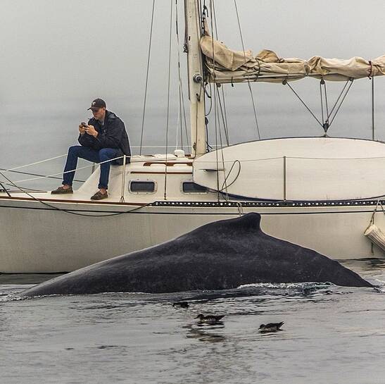 Whale-What_Whale_.png