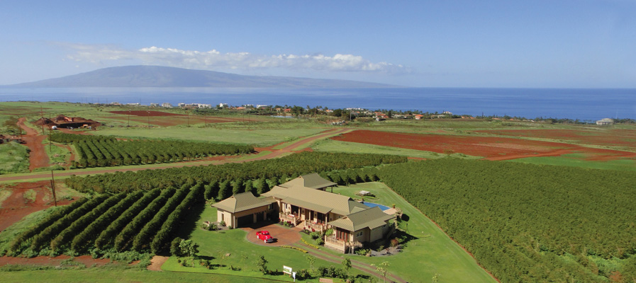 Maui Coffee Farm For Sale in Kaanapali