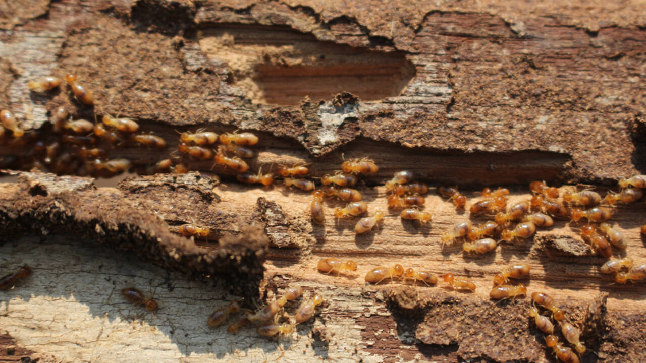 termites_at_home.jpg