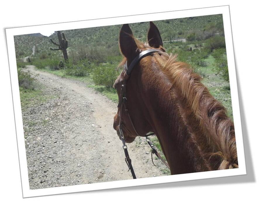 AR__Horse_path.jpg
