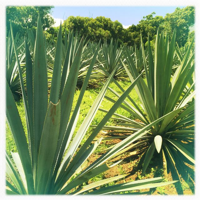 agave.jpg